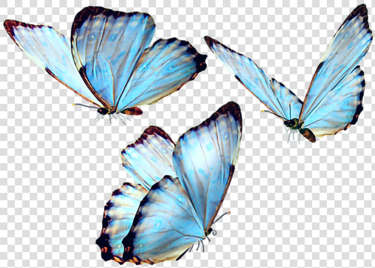  butterfly  butterflies  butterflys  fly  blue  bluebutterfly   Butterfly Png  Transparent PngTransparent PNG