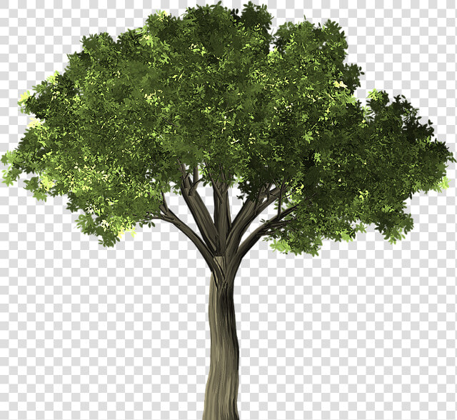 Elm Tree No Background  HD Png DownloadTransparent PNG