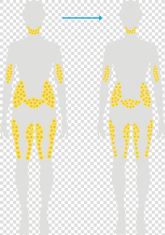 Fat Cells After Typical Weight Loss   Fat Cell Location On Body  HD Png DownloadTransparent PNG