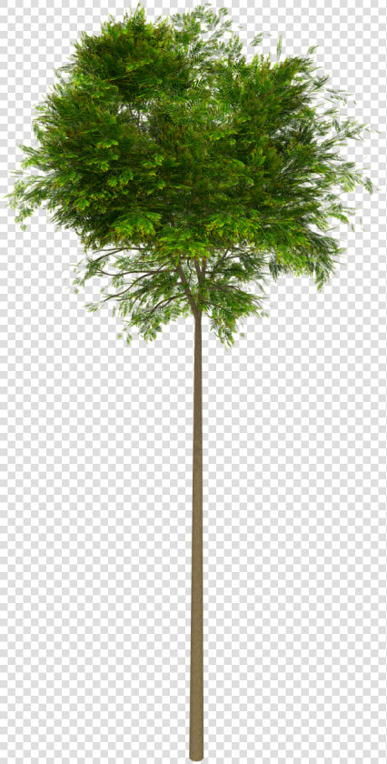 Tree High Leaves   Sin Fondo Arboles Png  Transparent PngTransparent PNG