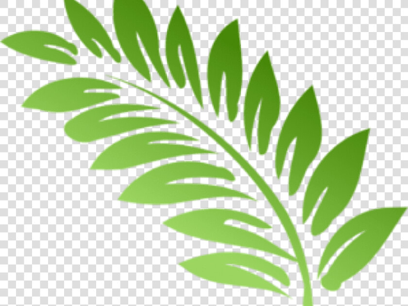 Fern Clipart Foliage   Clip Art Fern Leaves  HD Png DownloadTransparent PNG