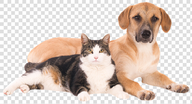 Transparent Perros Y Gatos Png   Perro Y Gato Png  Png DownloadTransparent PNG