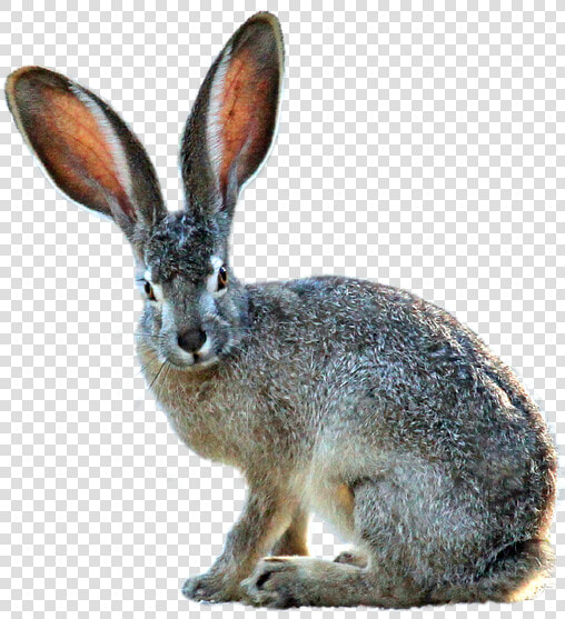 Isolated Hare Nature   Black Tailed Jackrabbit White Background  HD Png DownloadTransparent PNG