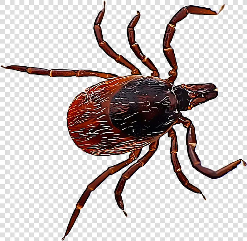 Ixodes Scapularis  HD Png DownloadTransparent PNG