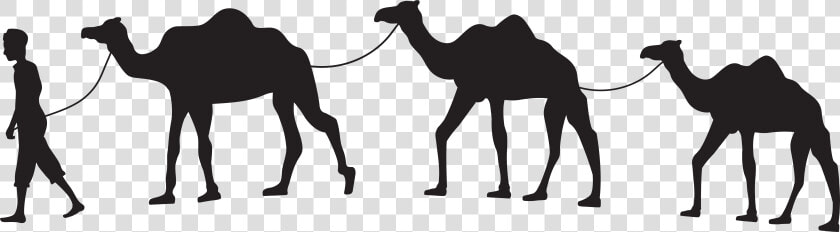 Dromedary Camel Train Silhouette Horse Clip Art   Transparent Background Camel Clipart  HD Png DownloadTransparent PNG