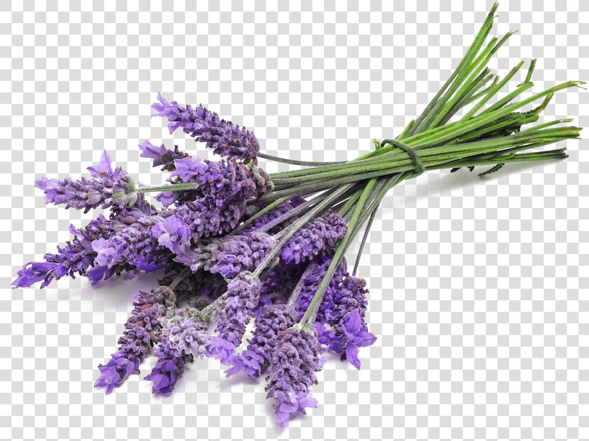 Lavender Bunch Close Up   Lavender Png  Transparent PngTransparent PNG