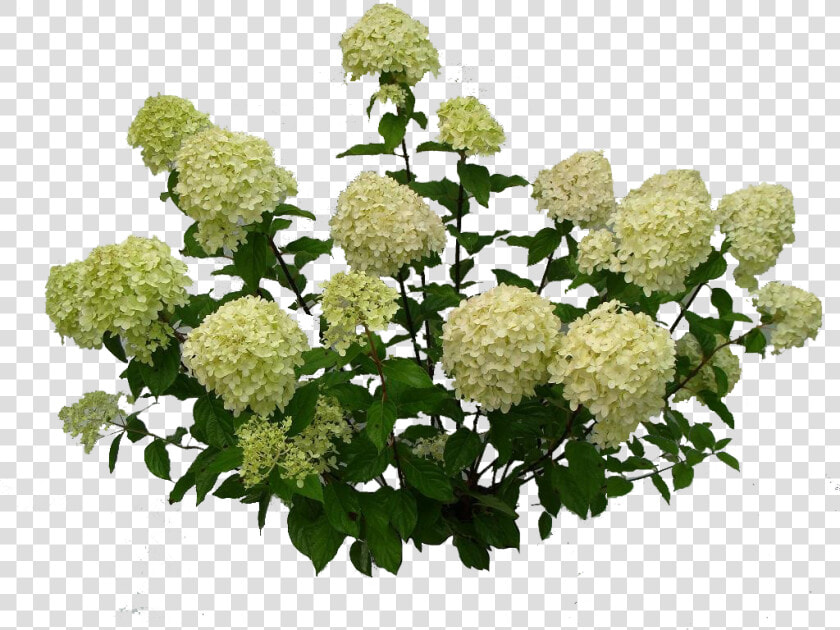 Bushes   Hydrangea  HD Png DownloadTransparent PNG