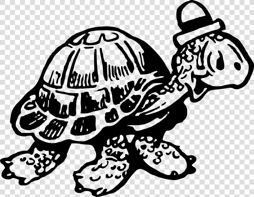 Tortoise 2 Clip Arts   Turtle  HD Png DownloadTransparent PNG