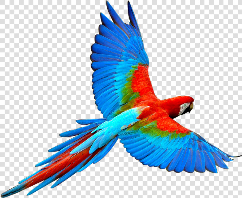  mq  blue  birds  bird  flying  fly   Parrot Png  Transparent PngTransparent PNG