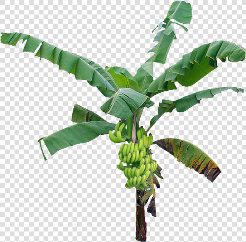 Bananatree Palmtree Tropical Jungle Nature Plant   Transparent Background Banana Tree Png  Png DownloadTransparent PNG