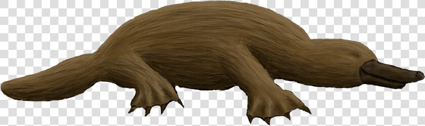 Preview   Platypus Transparent Background  HD Png DownloadTransparent PNG