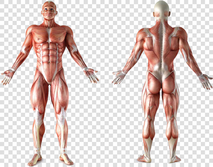 Muscle Anatomy Png   Unlabeled Muscular System Diagram  Transparent PngTransparent PNG