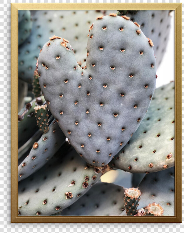 Cactus Hearts Art Print   Barbary Fig  HD Png DownloadTransparent PNG