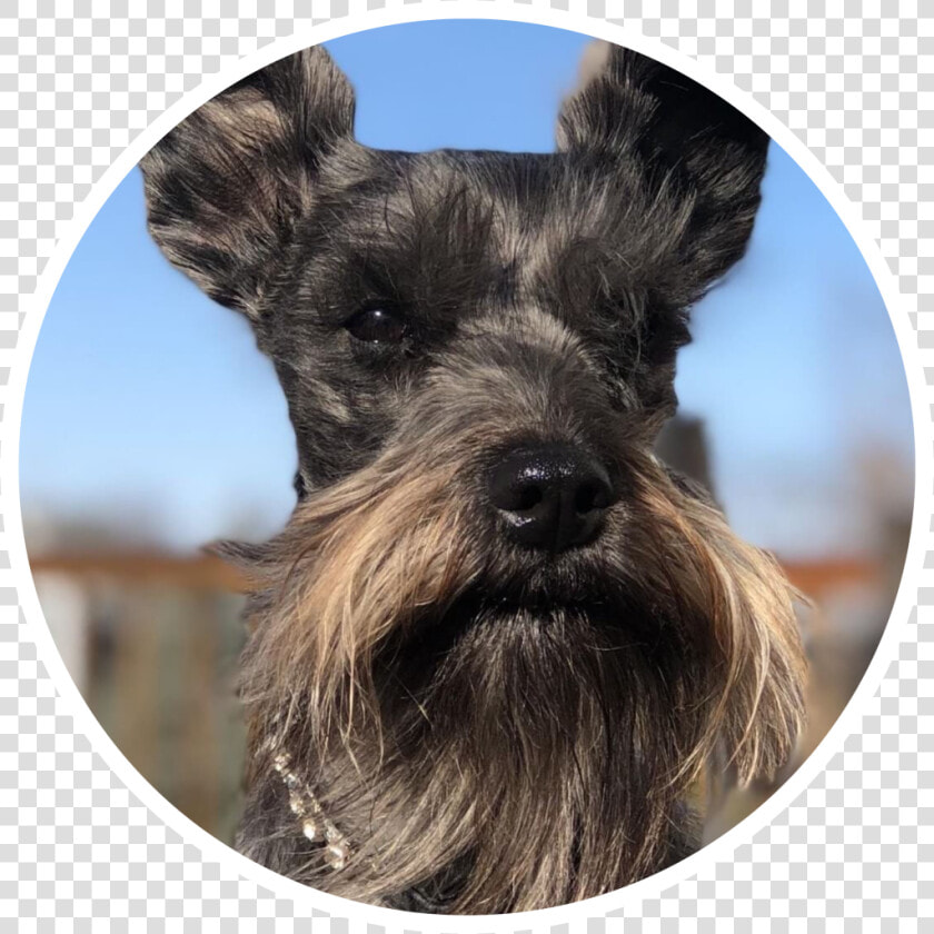 Transparent Schnauzer Png   Standard Schnauzer  Png DownloadTransparent PNG