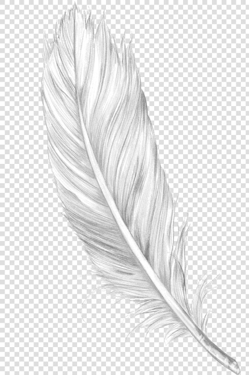 Transparent Feather Pen Png   Feather Tattoos  Png DownloadTransparent PNG