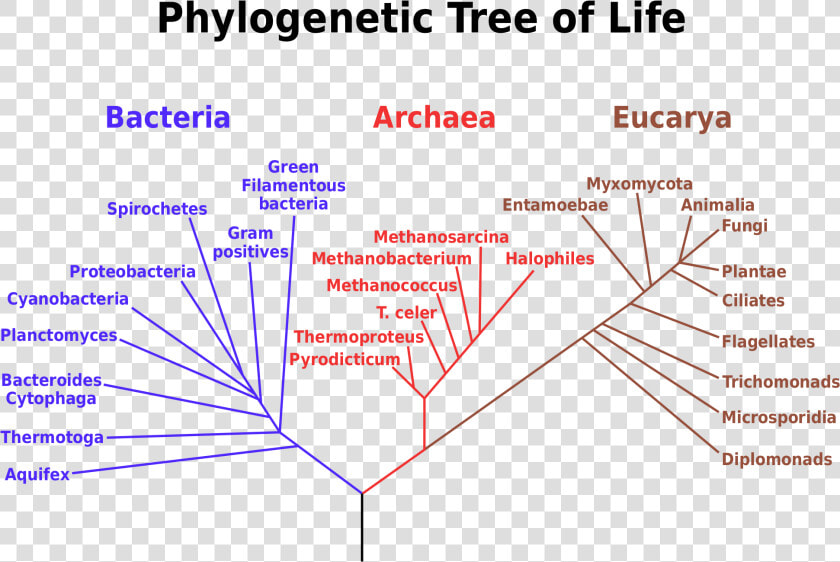 Transparent Tree Of Life Vector Png   Phylogenetic Tree  Png DownloadTransparent PNG