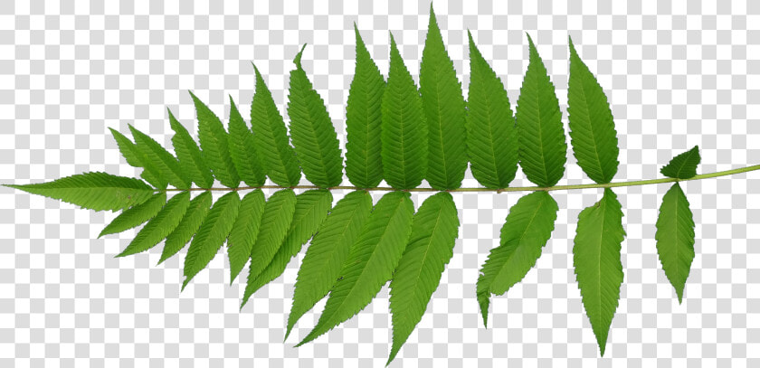 Leaf Texture Mapping Plant Stem   Leaf Texture Png  Transparent PngTransparent PNG