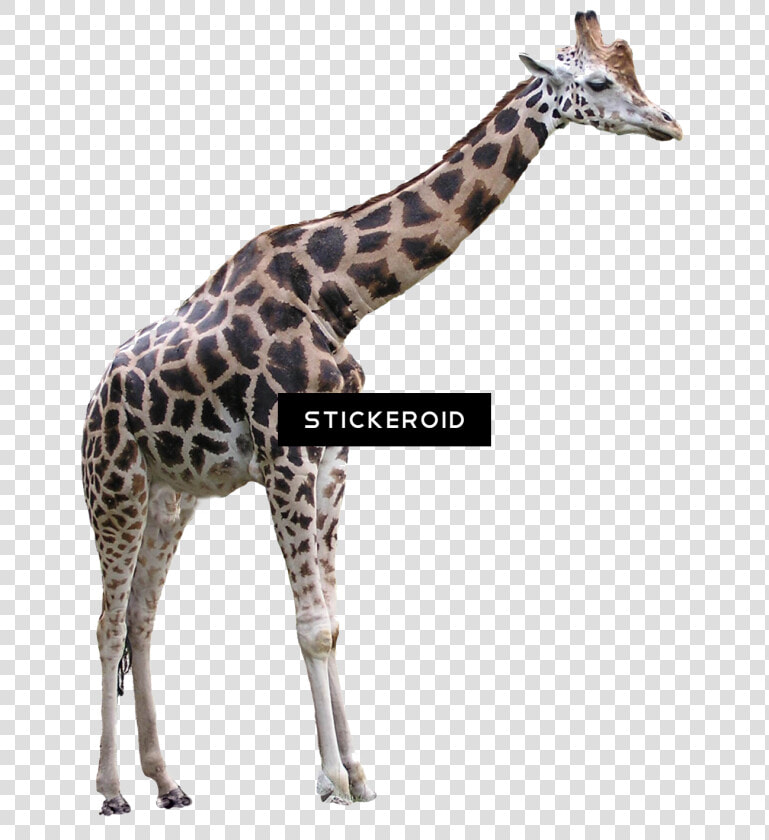 Giraffe   Png Download   Transparent Background Transparent Giraffe  Png DownloadTransparent PNG