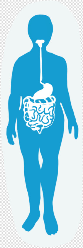 Digestive System   Illustration  HD Png DownloadTransparent PNG