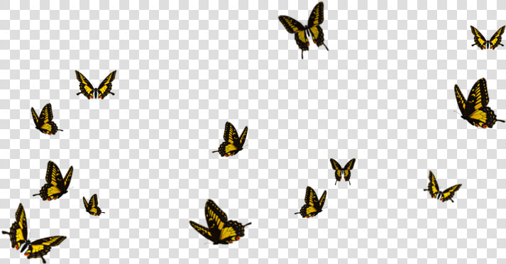 Flying Butterfly Download Png Image   Flying Butterfly Png Hd  Transparent PngTransparent PNG