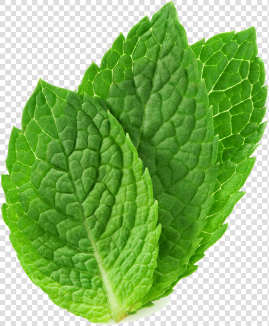 Peppermint Drawing Mint Herb   Mint Png  Transparent PngTransparent PNG