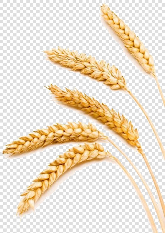 Transparent Barley Png   Compare Wheat And Barley  Png DownloadTransparent PNG