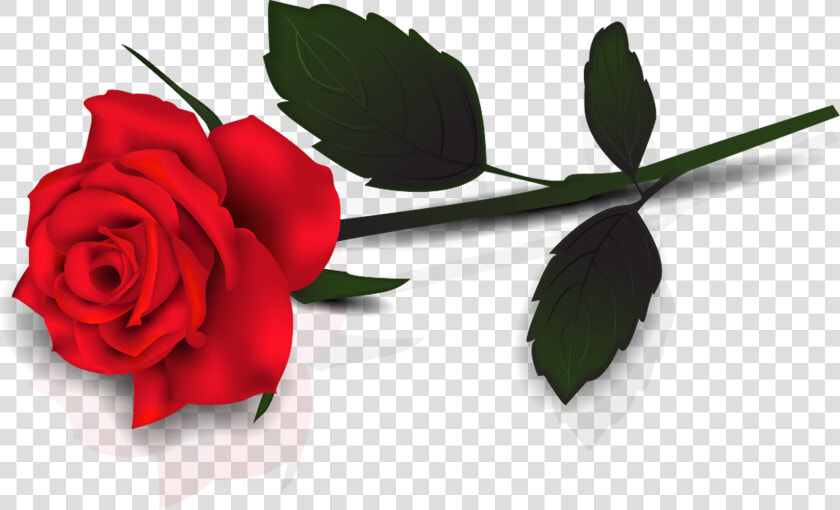 Single Rose Flowers Png   Single Red Rose Transparent Background  Png DownloadTransparent PNG