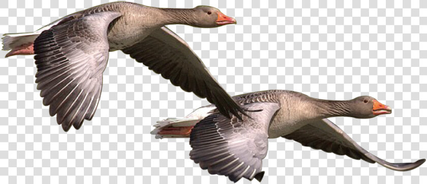 Wild Goose  Goose  Wild  Geese  Bird  Nature  Wildlife   Wild Goose Png  Transparent PngTransparent PNG