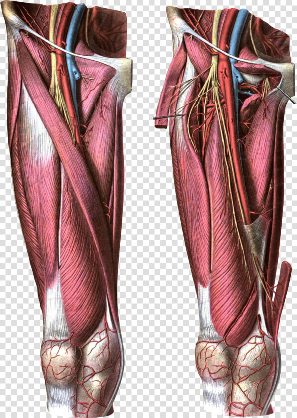 Anterior View Of The Thigh   Femoral Artery  HD Png DownloadTransparent PNG