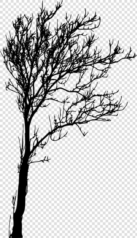 Images In Collection Page   Silhouette Tree Images Png  Transparent PngTransparent PNG