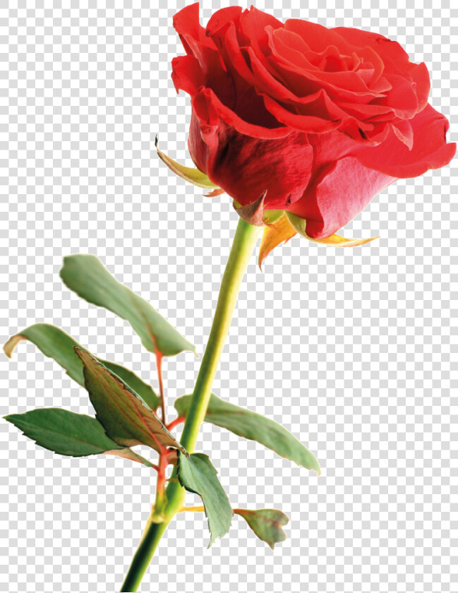 Cartoon Red Rose Png Cartoon Hand Painted Watercolor   Rose In Hand Png  Transparent PngTransparent PNG