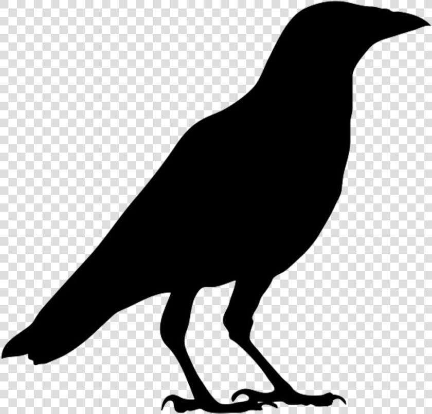 American Crow Common Raven Bird Carrion Crow Clip Art   Crow Black And White  HD Png DownloadTransparent PNG