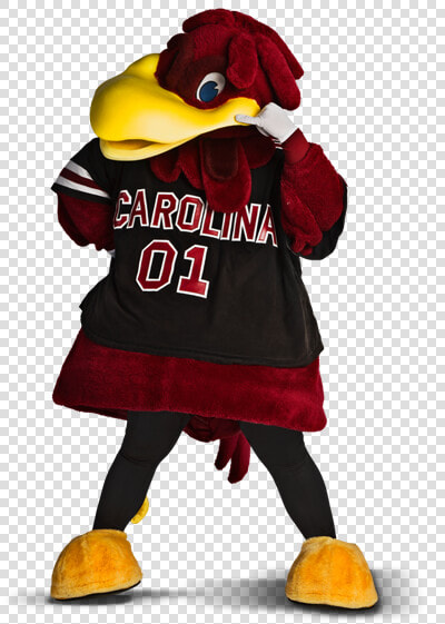 South Carolina Cocky  HD Png DownloadTransparent PNG