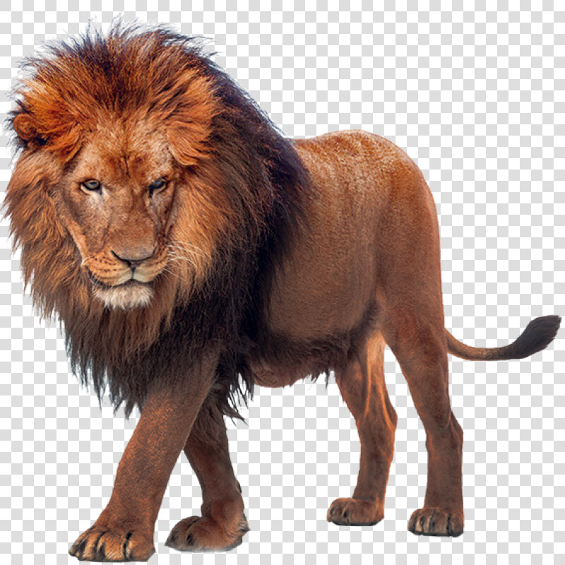 Walking Lion Png Image   Max Verstappen Unleash The Lion  Transparent PngTransparent PNG