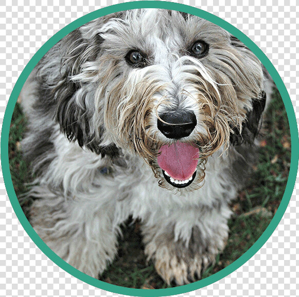 Labradoodle  HD Png DownloadTransparent PNG