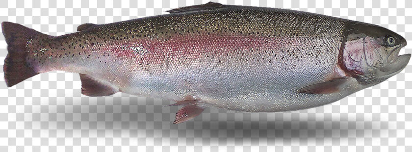 Coastal Cutthroat Trout  HD Png DownloadTransparent PNG