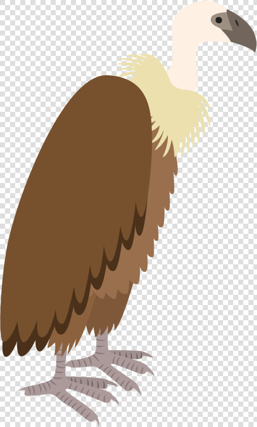 Vultures Drawing Colorful Huge Freebie Download For  HD Png DownloadTransparent PNG