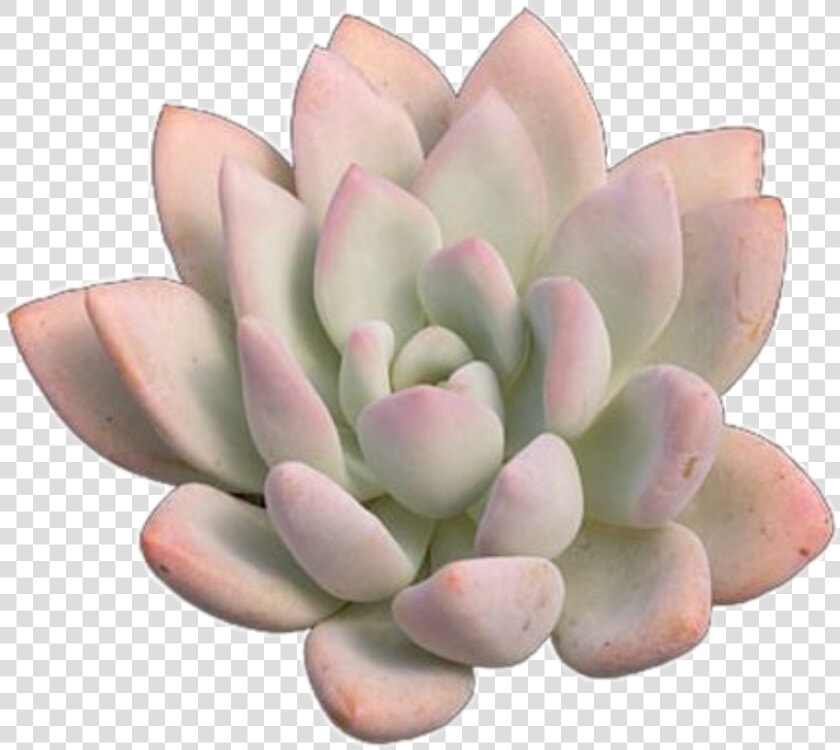  trendy  succulent  plant  pink  basic  vsco  png  pngs   White Mexican Rose  Transparent PngTransparent PNG