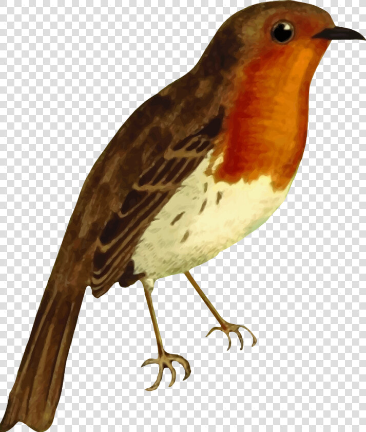 Transparent Robin Bird Png   Robin Red Breast Clipart  Png DownloadTransparent PNG