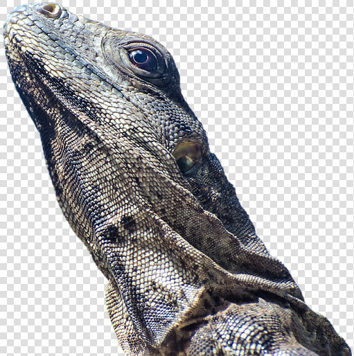 Iguana  Lizard  Scale  Reptile  Animal  Animal World   อี กั วนา ทะเล Png  Transparent PngTransparent PNG