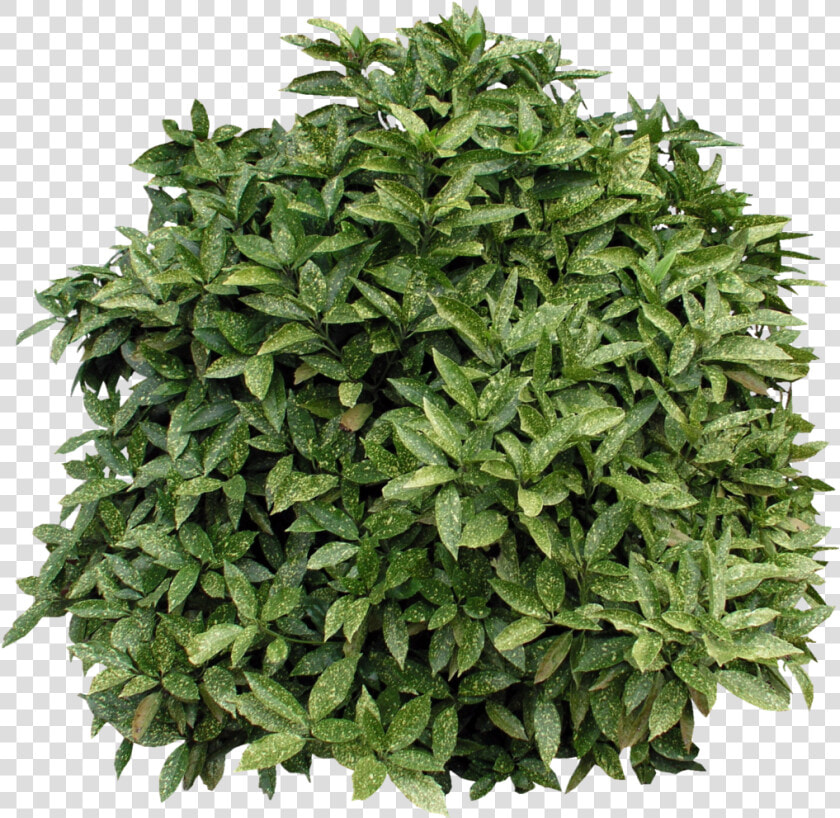 Bushes Clipart  HD Png DownloadTransparent PNG