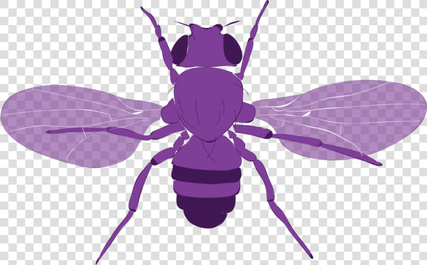 Fly Vector   Honeybee  HD Png DownloadTransparent PNG