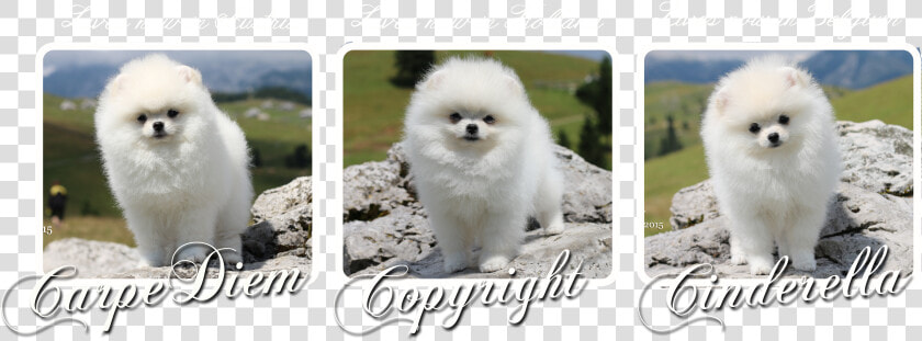 Our Puppies Leaving For The New Homes   Pomeranian  HD Png DownloadTransparent PNG