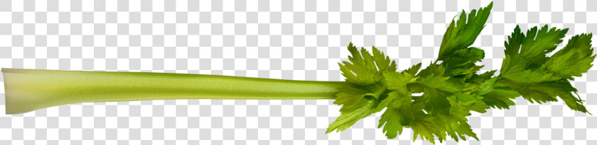 Celery   Coriander  HD Png DownloadTransparent PNG