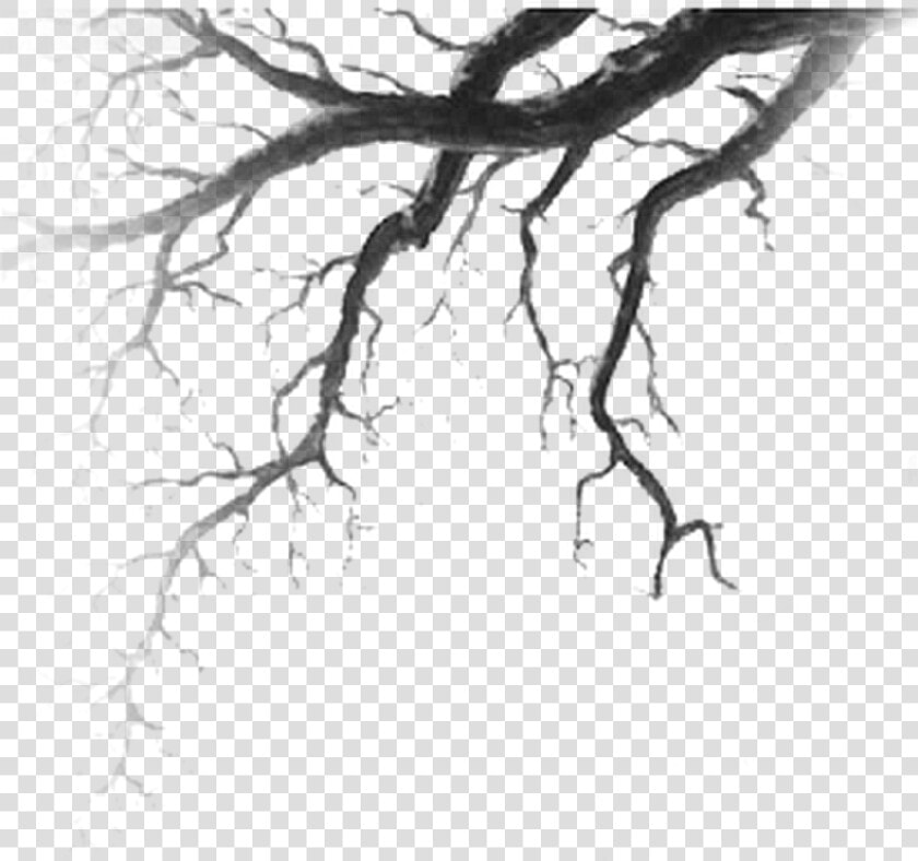  tree  branch  vains   Branches Drawing  HD Png DownloadTransparent PNG