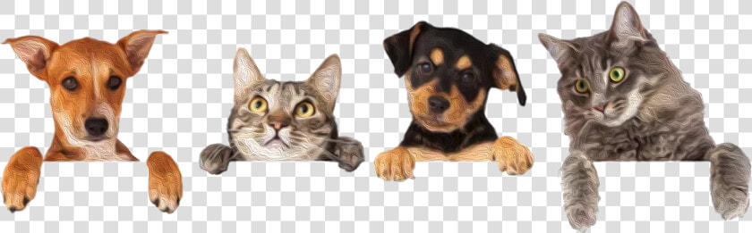 Kritter Kommunity   Dog And Cat Group  HD Png DownloadTransparent PNG