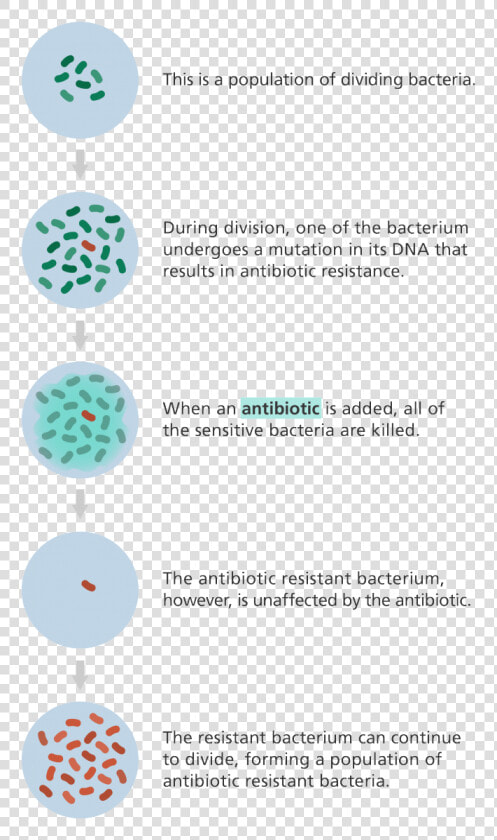 Illustration Showing How A Population Of Bacteria Can   Does Antibiotic Resistance Occur  HD Png DownloadTransparent PNG