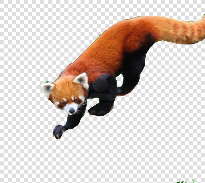 Save Red Panda   Red Panda  HD Png DownloadTransparent PNG