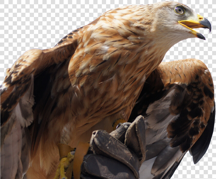 Golden Eagle   Golden Eagle Png  Transparent PngTransparent PNG