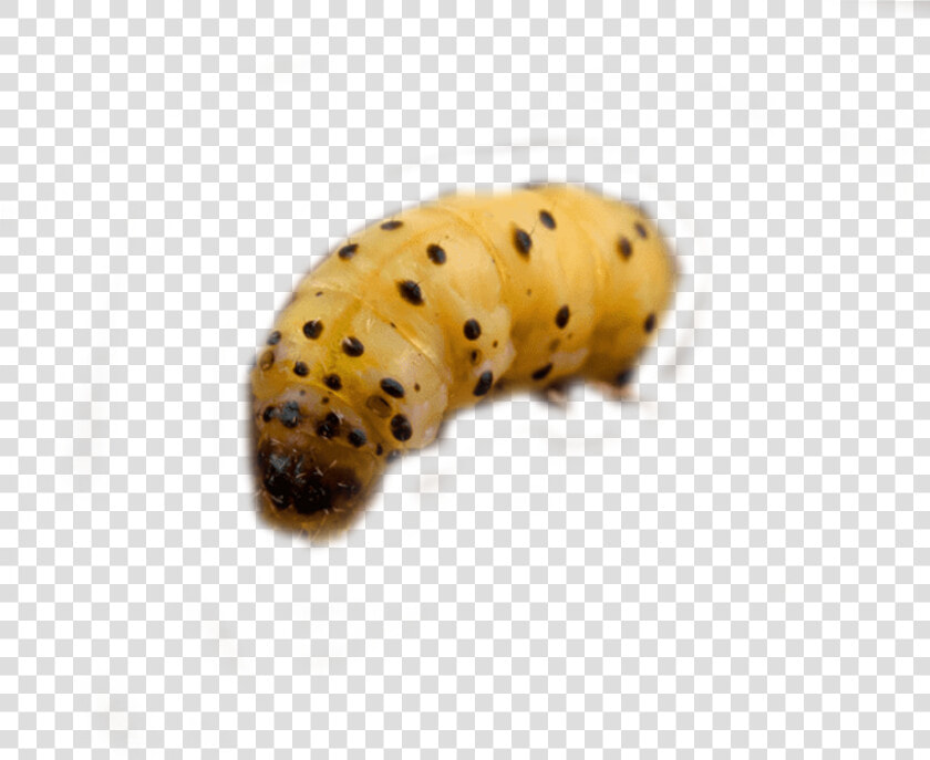 Woodworm Control And Woodworm Treatment By Swat Pest   Caterpillar  HD Png DownloadTransparent PNG